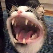 [ZNX][I Have Paws] P1ng Cat