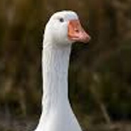 Goose
