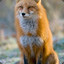 FireFox