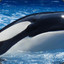 Tilikum