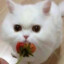 Iasmin miau