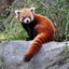 RedPanda27