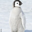 Emperor Penguin