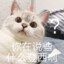 喵喵喵