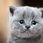 kUCING