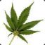 Hemp!!!!!