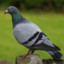 PIGEON