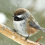 Boreal Chickadee