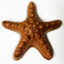 Chocolate_Starfish