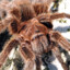 spider_000