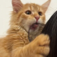 Huds.