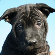 tox - steam id 76561197960514118