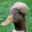 deepDuck
