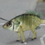 abepeter