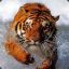 tiger_in_flight
