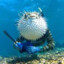 Mr.Puff