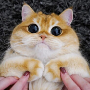 なぜこれを翻訳したの?