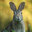Big Dick Rabbit