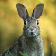 Big Dick Rabbit