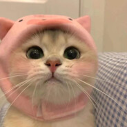 宇宙大美女丹丹