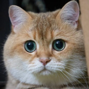 ZXCfired || yooma.su