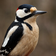 Gdzie jest Dzięcioł?