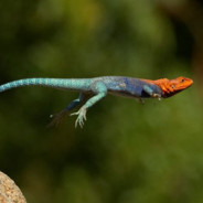 leepinlizard