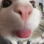 singular_p0larity