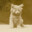 OneEyePete