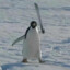 kingofwhale