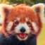 Red Panda