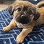 tanpuppydog