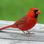 NORTH CARDINAL