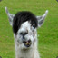 Blindllama