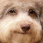 LilGreggy