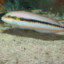 Slippery Dick