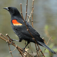 Red-Winged Blackbird