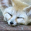 fennecgoober