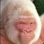 VanillaGorilla