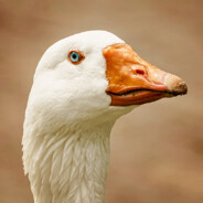 JUST A GOOSE