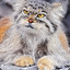 Manul