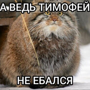 Манул тимофей