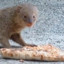 pizza mongoose