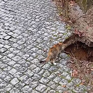 Flux avatarı