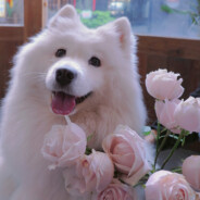 熬夜波比的小狗