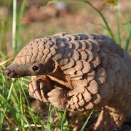 pangolin