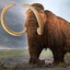 Mamut