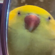 看到我就悉尼小学