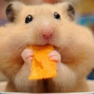 Хомяк Ха Ха - steam id 76561197965556788