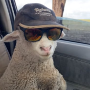 Avatar Sheep